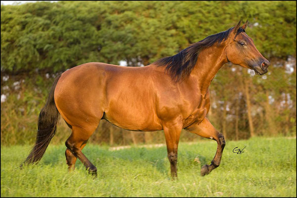 horse-01