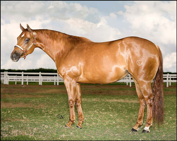 horse-01